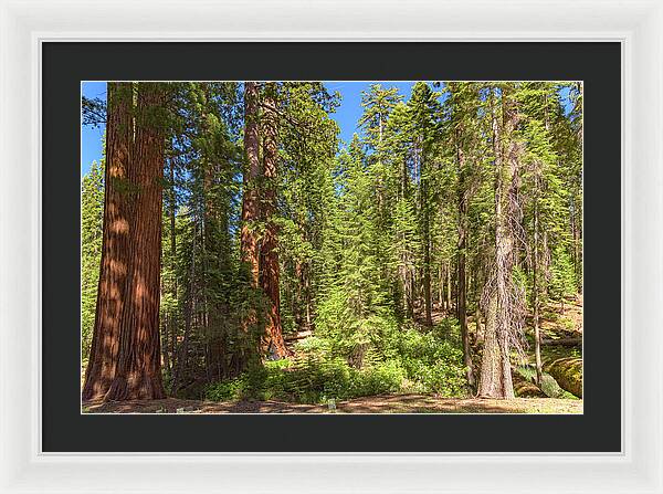 Shadows and Light in a Forest - Framed Print