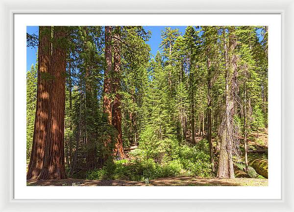 Shadows and Light in a Forest - Framed Print