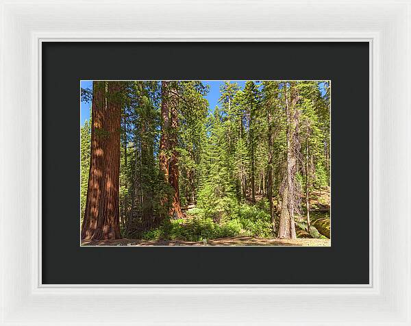 Shadows and Light in a Forest - Framed Print
