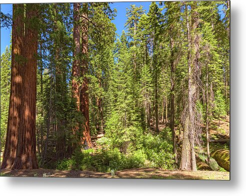 Shadows and Light in a Forest - Metal Print