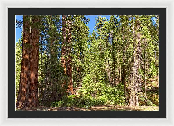 Shadows and Light in a Forest - Framed Print