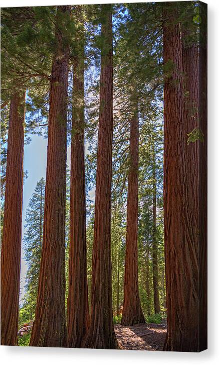 Shadows of a Forest in Mariposa Grove - Canvas Print