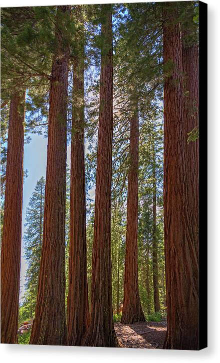 Shadows of a Forest in Mariposa Grove - Canvas Print
