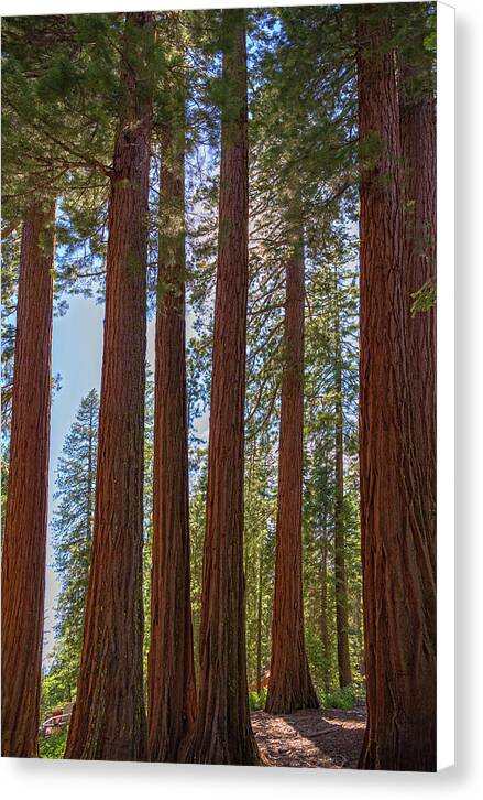 Shadows of a Forest in Mariposa Grove - Canvas Print
