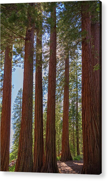 Shadows of a Forest in Mariposa Grove - Acrylic Print