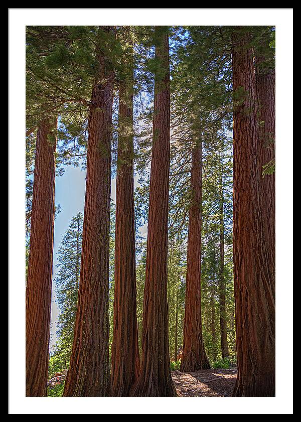 Shadows of a Forest in Mariposa Grove - Framed Print