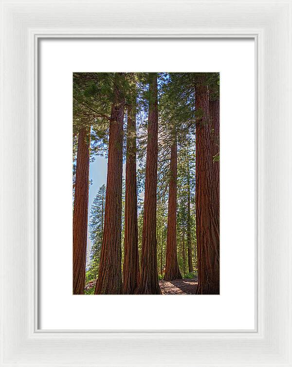 Shadows of a Forest in Mariposa Grove - Framed Print
