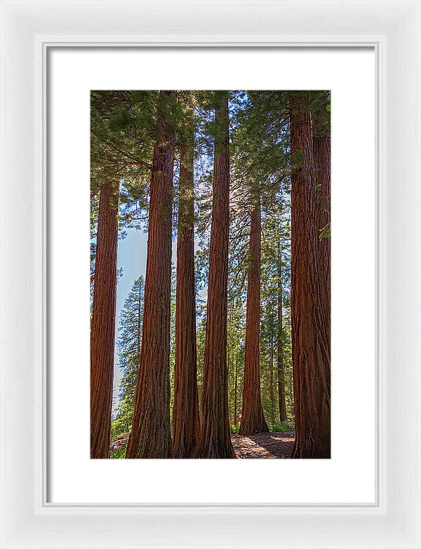 Shadows of a Forest in Mariposa Grove - Framed Print