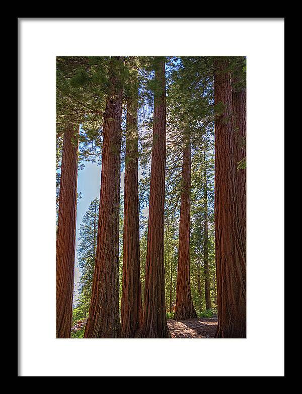 Shadows of a Forest in Mariposa Grove - Framed Print
