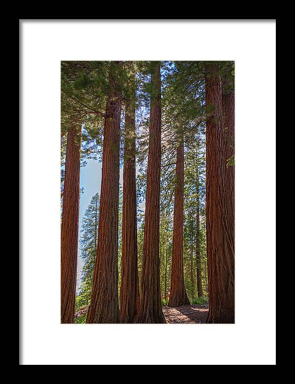 Shadows of a Forest in Mariposa Grove - Framed Print