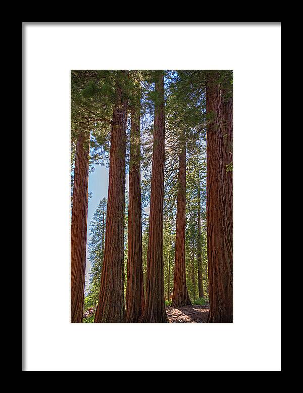 Shadows of a Forest in Mariposa Grove - Framed Print