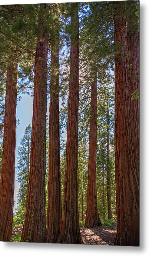 Shadows of a Forest in Mariposa Grove - Metal Print