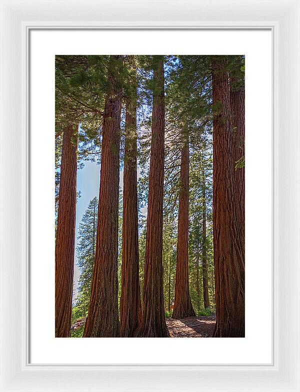 Shadows of a Forest in Mariposa Grove - Framed Print