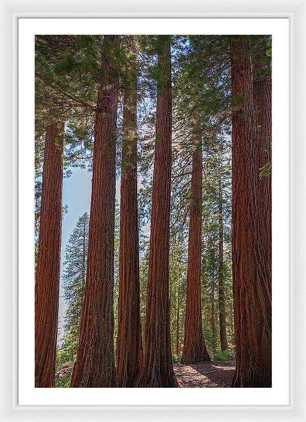 Shadows of a Forest in Mariposa Grove - Framed Print