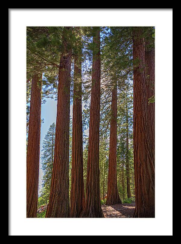 Shadows of a Forest in Mariposa Grove - Framed Print