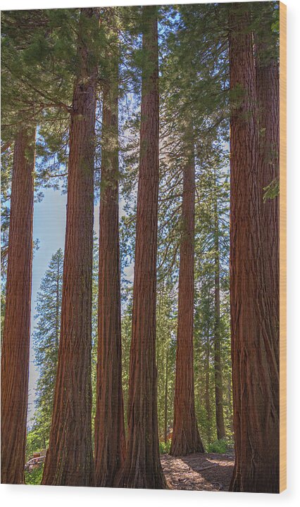 Shadows of a Forest in Mariposa Grove - Wood Print