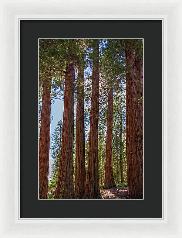 Shadows of a Forest in Mariposa Grove - Framed Print