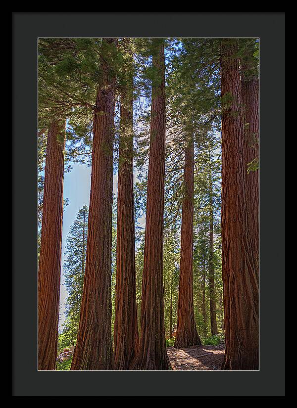 Shadows of a Forest in Mariposa Grove - Framed Print