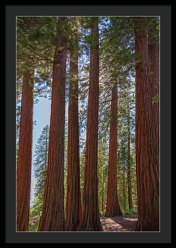 Shadows of a Forest in Mariposa Grove - Framed Print