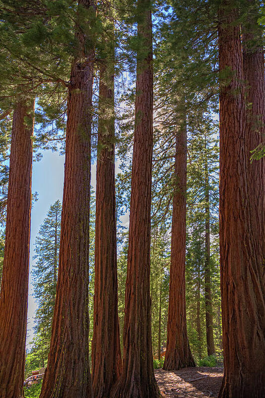 Shadows of a Forest in Mariposa Grove - Art Print