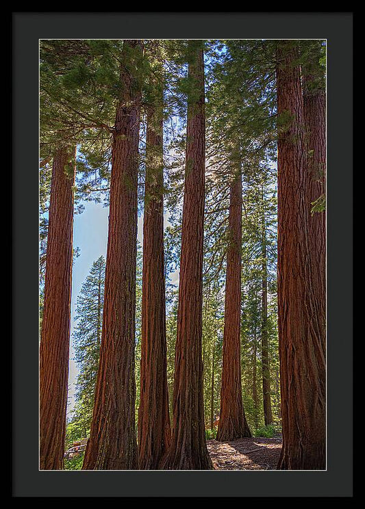 Shadows of a Forest in Mariposa Grove - Framed Print