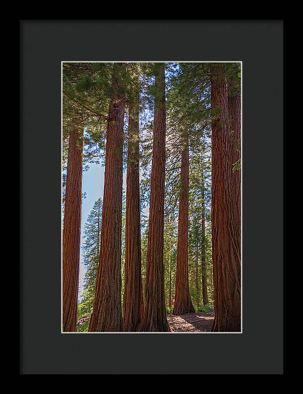 Shadows of a Forest in Mariposa Grove - Framed Print