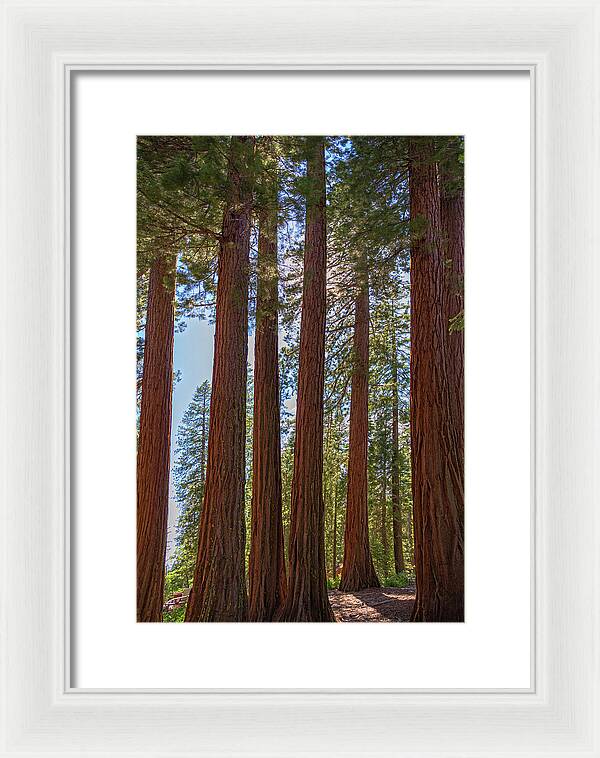 Shadows of a Forest in Mariposa Grove - Framed Print