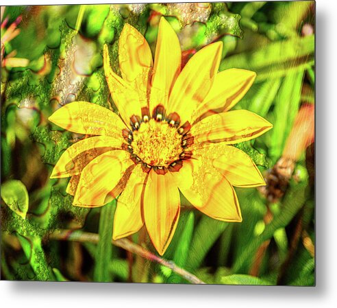 Single Yellow Flower with Waterdrops Overlay - Metal Print