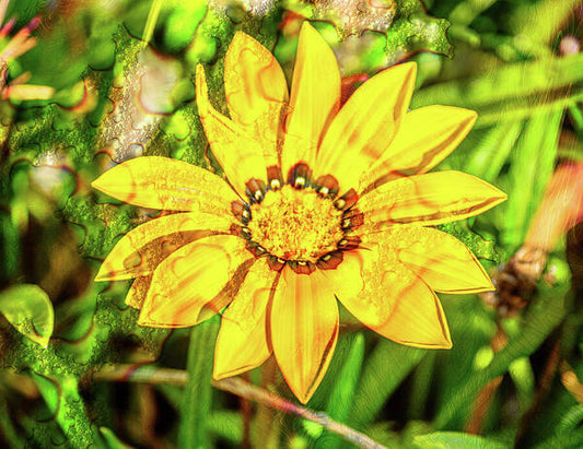 Single Yellow Flower with Waterdrops Overlay - Art Print