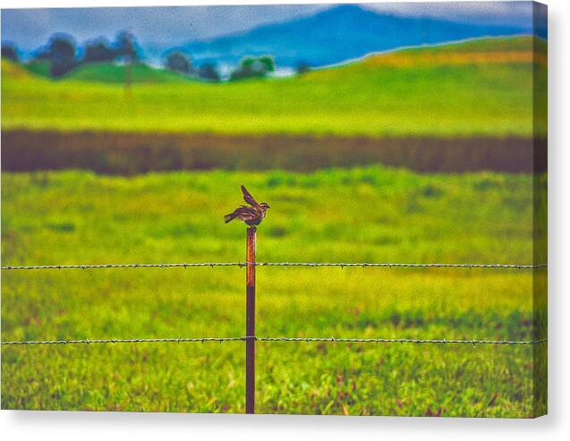 Small Bird Ready for take off Landscape - Canvas Print