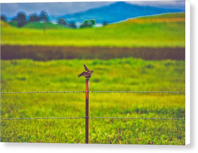 Small Bird Ready for take off Landscape - Canvas Print