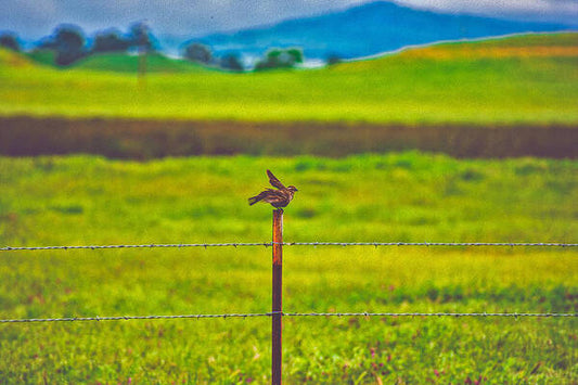Small Bird Ready for take off Landscape - Art Print