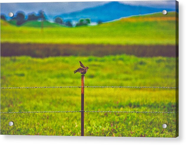Small Bird Ready for take off Landscape - Acrylic Print