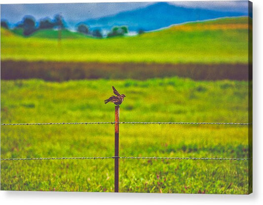 Small Bird Ready for take off Landscape - Acrylic Print
