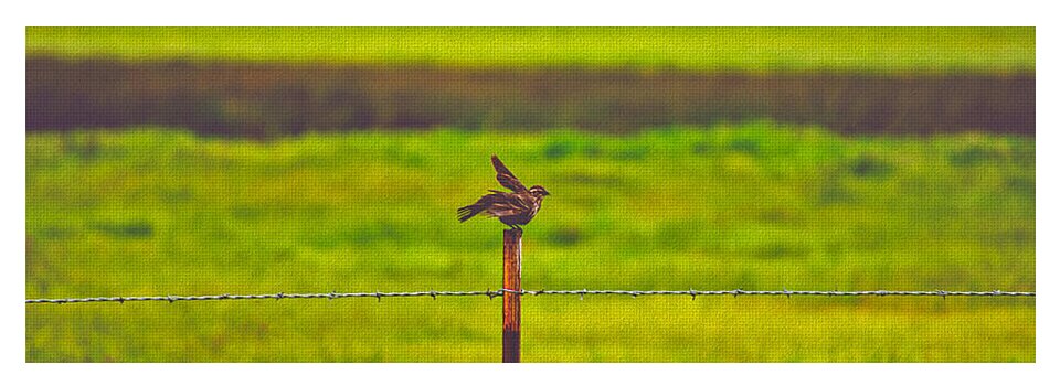 Small Bird Ready for take off Landscape - Yoga Mat