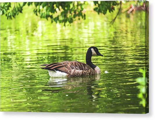 Solitary Goose on Tranquil Pond - Canvas Print