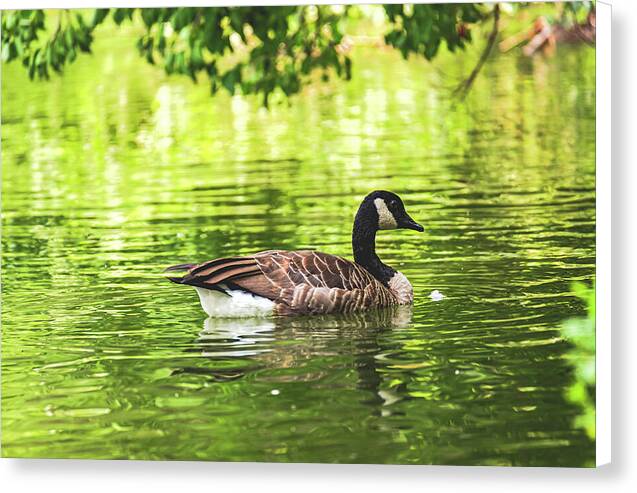 Solitary Goose on Tranquil Pond - Canvas Print