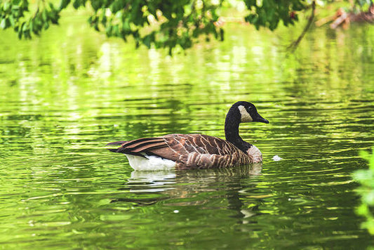 Solitary Goose on Tranquil Pond - Art Print