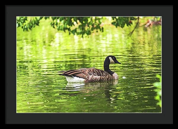 Solitary Goose on Tranquil Pond - Framed Print