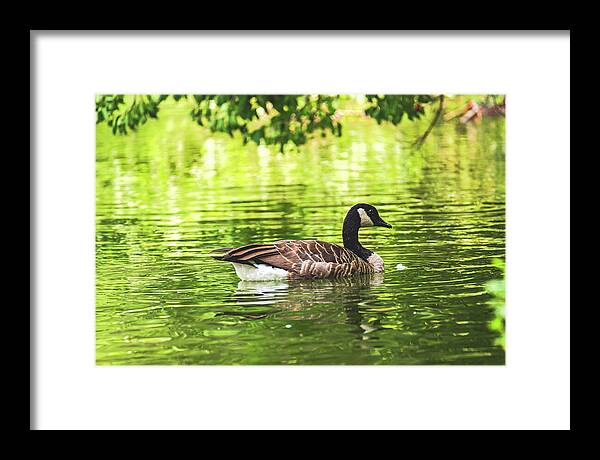 Solitary Goose on Tranquil Pond - Framed Print