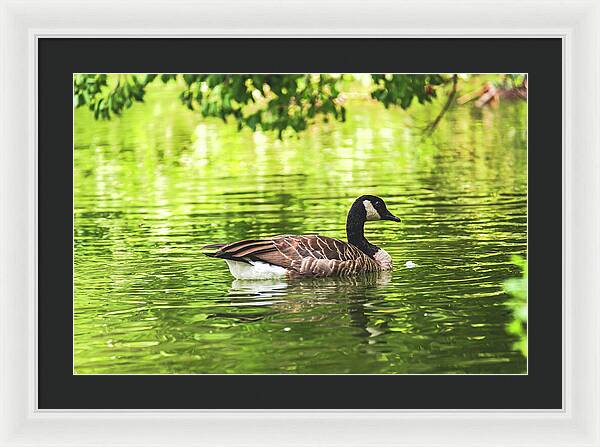Solitary Goose on Tranquil Pond - Framed Print