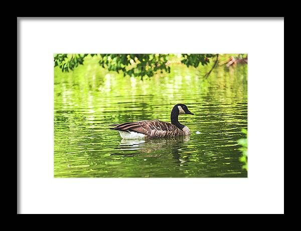 Solitary Goose on Tranquil Pond - Framed Print