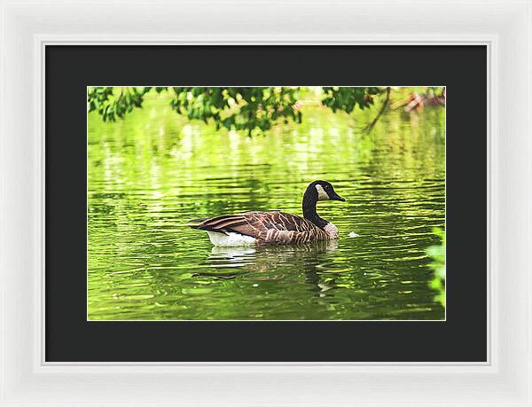 Solitary Goose on Tranquil Pond - Framed Print