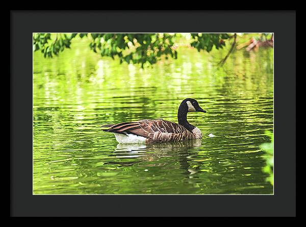 Solitary Goose on Tranquil Pond - Framed Print
