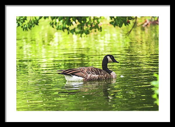 Solitary Goose on Tranquil Pond - Framed Print