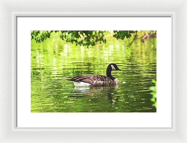 Solitary Goose on Tranquil Pond - Framed Print