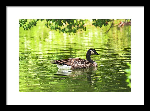 Solitary Goose on Tranquil Pond - Framed Print
