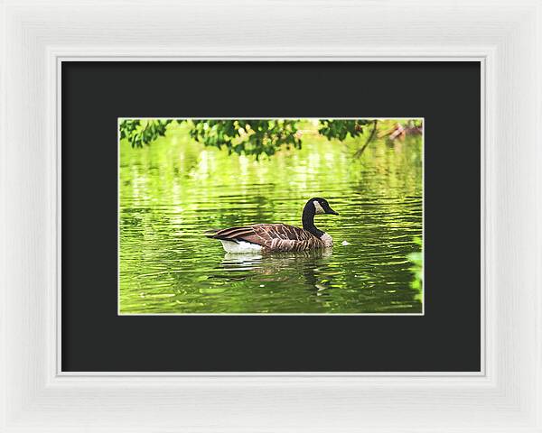 Solitary Goose on Tranquil Pond - Framed Print