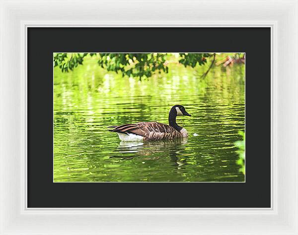 Solitary Goose on Tranquil Pond - Framed Print