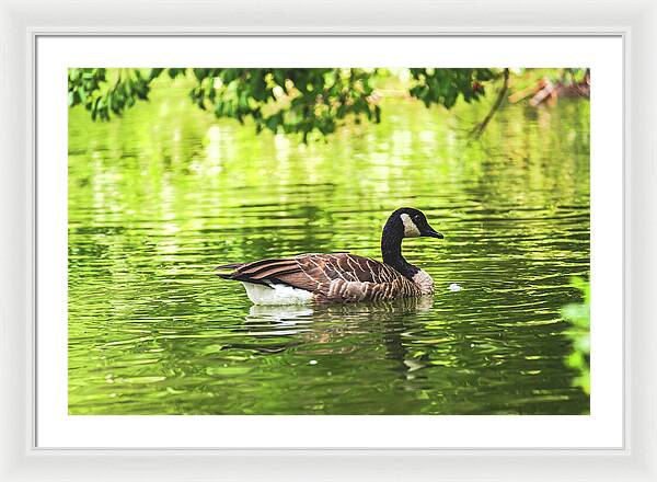 Solitary Goose on Tranquil Pond - Framed Print